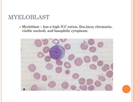 PPT STRUCTURE AND FUNCTION OF LEUKOPOIETIC TISSUE PowerPoint