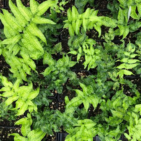 Coniogramme Emeiensis Golden Zebra Striped Bamboo Fern 45 Pot