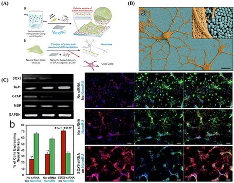 Nsc Differentiation On Nanoru A Schematic Representation Of