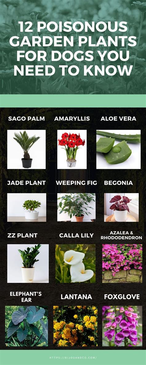 12 Poisonous Garden Plants For Dogs You Need To Know Dog Health Tips