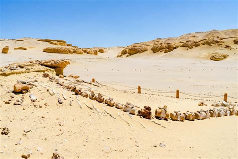 Egypts Whale Valley What Wadi Al Hitan Can Teach Us