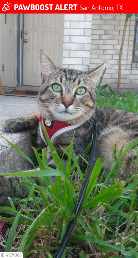 Lost Male Cat In San Antonio Tx Named Boo Bear Id