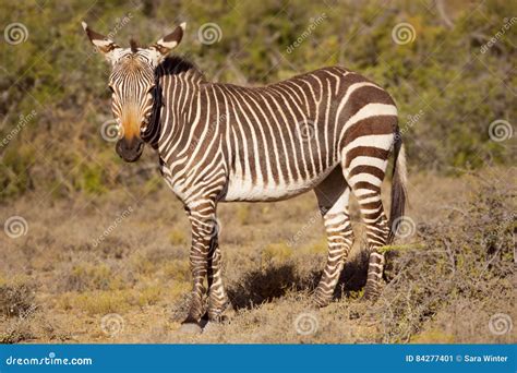 Cape Mountain Zebra In Karoo National Park South Africa Stock Image