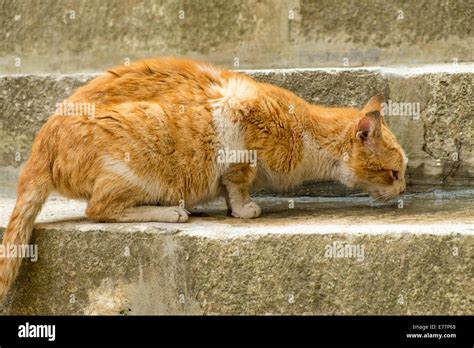 Ginger Cat Drinking From Puddle Stock Photo Alamy