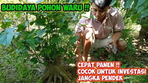 CEK AKAR DAN MENGULAS BAHAN BONSAI WARU DI LAHAN GROUND BUDIDAYA