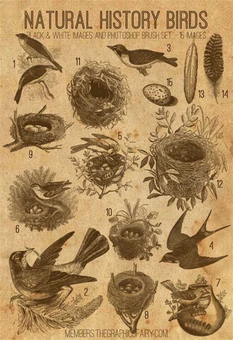 Natural History Birds Kit - Vintage Bird Illustrations