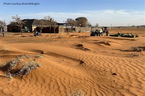 Wind, sandstorm damages wheat in Panhandle, South Plains - Texas Farm ...