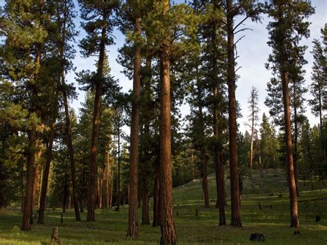 Ponderosa Pine Trees - Information About Growing Ponderosa Pines