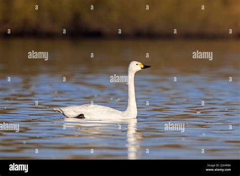 Tundra Swan Bewicks Swan Cygnus Bewickii Cygnus Columbianus