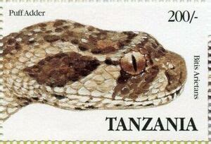 Stamp Puff Adder Bitis Arietans Tanzania Reptiles Of Tanzania Mi