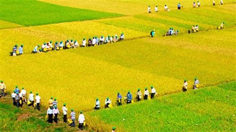 Wet Rice Cultivation