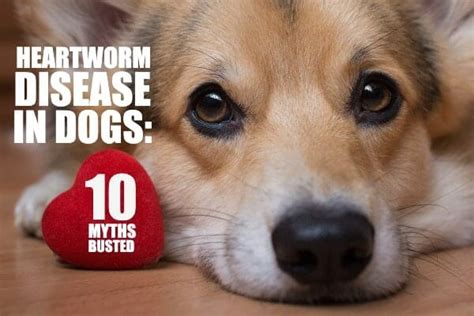 14 Can Dogs Eat Before Heartworm Injection – Home