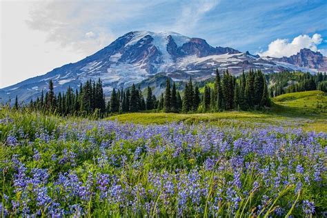 Tripadvisor Audio Reiseführer für den Mount Rainier Nationalpark zur