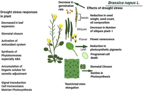 Effect Of Drought Stress And Differential Response Of Brassica Napus L