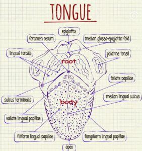 Tongue anatomy diagram - Graph Diagram