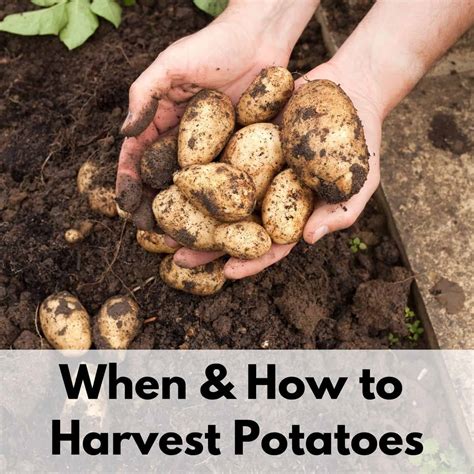 When to Harvest Potatoes: stop harvesting too soon and wasting potato ...