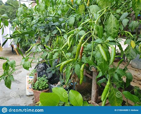 Green Chili Pepper Plant Bird`s Eye Chili Hangs On Tree Home Garden