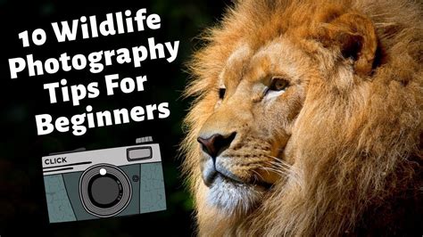 Wildlife Photography Tips Youtube