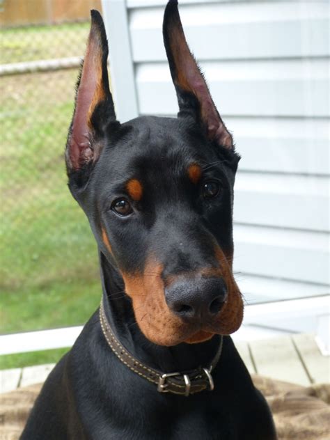 European Doberman Puppies for Sale - European Dobermans