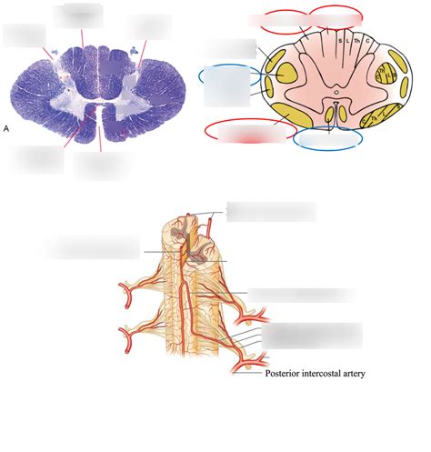 Spinal Cord Sectional Anatomy Diagram Quizlet