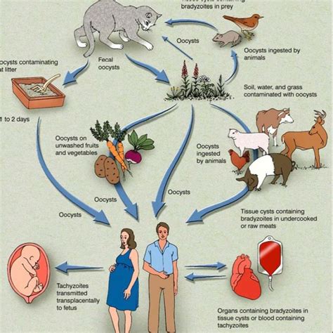 Life Cycle Of Toxoplasma Gondii Lynfield And Guerina 1997 Download