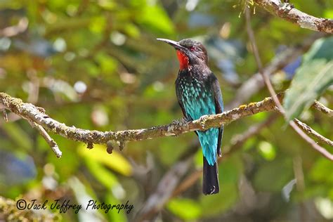 africa hawaii bird photography  tours jack jeffrey photography