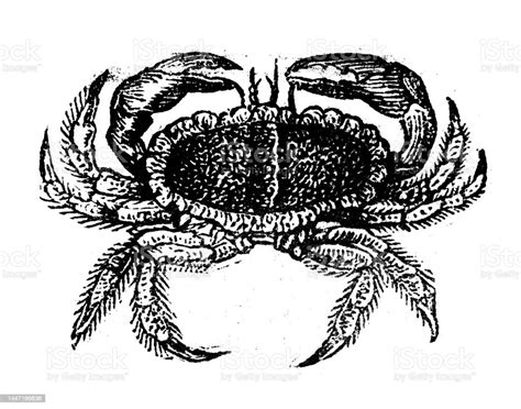 Antique Engraving Illustration Crab Stock Illustration Download Image