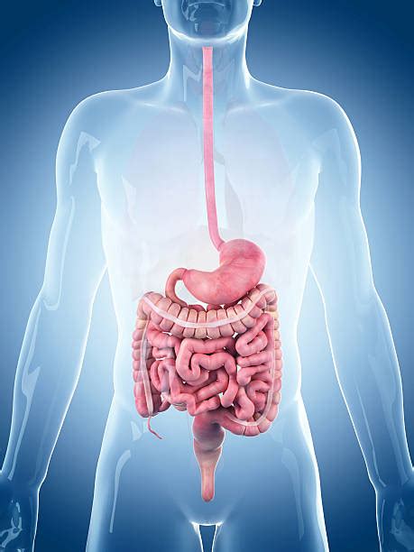 Human Digestive System Stock Photos Pictures And Royalty Free Images