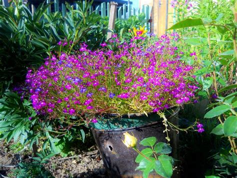 Un Gran Arbusto De Flores Violetas Crece Directamente En Un Cubo En El