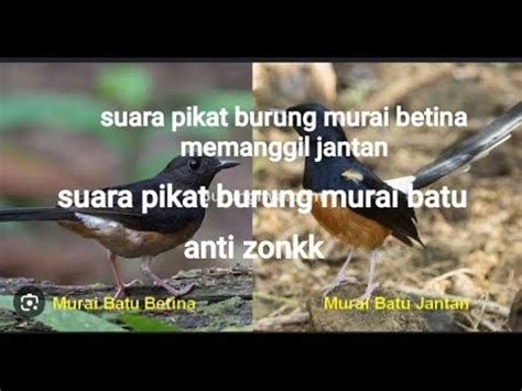 Suara Pikat Burung Murai Batu Betina Memanggil Jantan Ampuhh YouTube