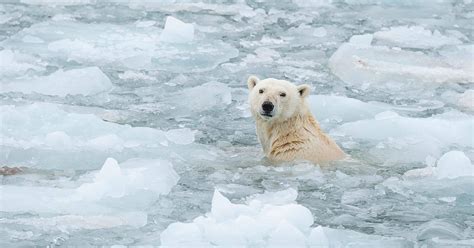 Klimawandel Beschleunigt Artensterben Wwf