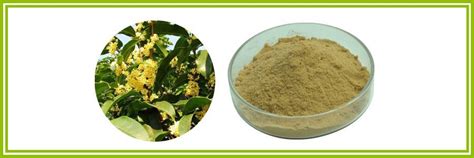 Best Chrysin Oroxylum Indicum Extract Chrysin Powder Suppliers