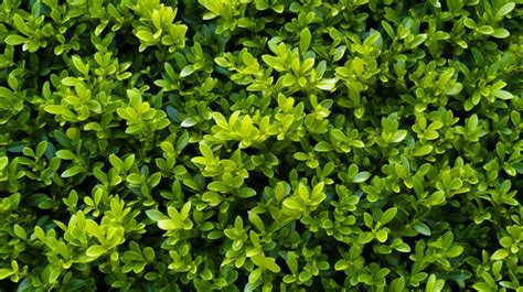 Botanical Design Vibrant Green Shrub Wall Creates A Textured Nature Background Plant Texture