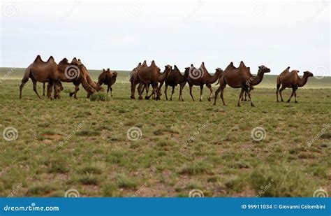 Camels of gobi desert stock photo. Image of camels, mongolian - 99911034