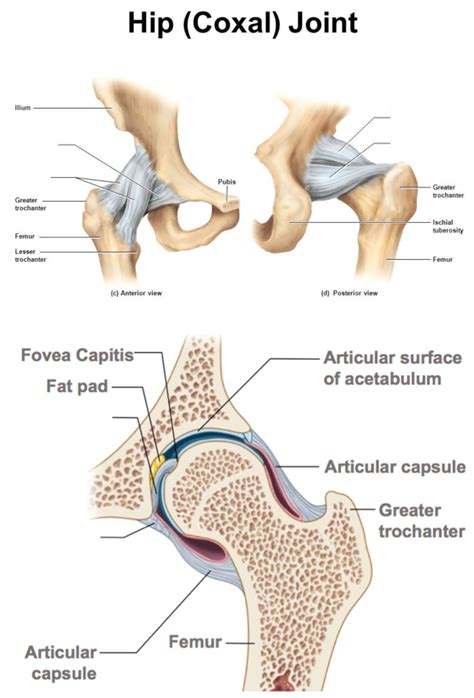 Ch 8 Diagram Ligaments Of The Hip Joint Diagram Quizlet