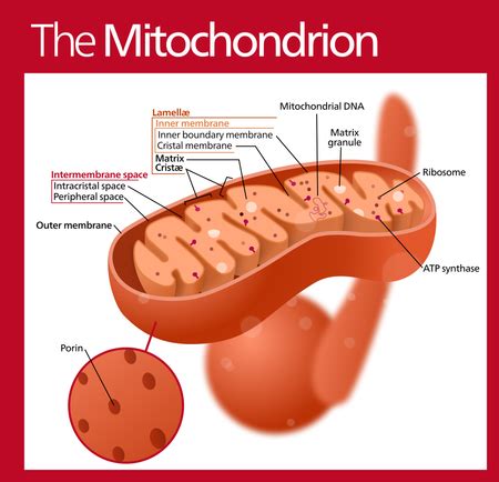 Peripheral Membrane Proteins | Definition, Function & Examples - Lesson ...