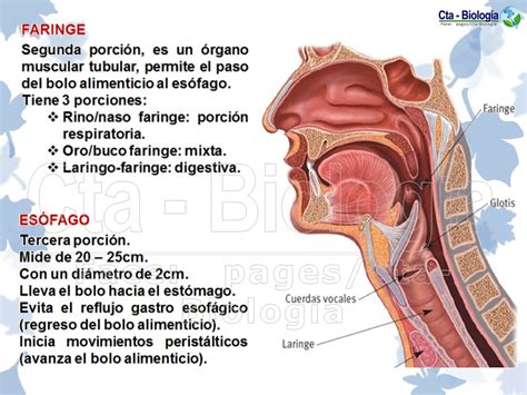 Biología Didáctica Nsc 4° Nutrición Heterótrofa