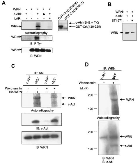 C Abl Phosphorylates WRN In Vitro A Kinase Assays Were Conducted By