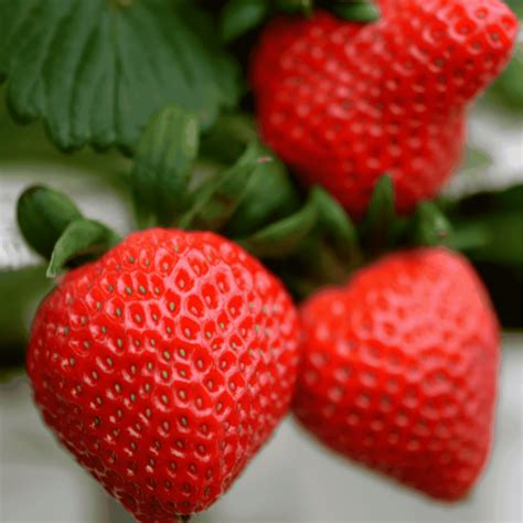 Bare Root Strawberry Plants | High-Yield, Sweet & Hardy Varieties