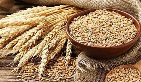 Government To Import 5 Lakh Tons Of Wheat From Russia Bangladesh Live