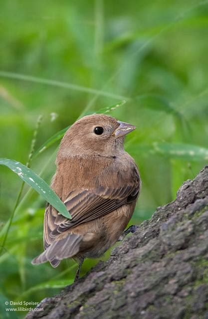 Lilibirds