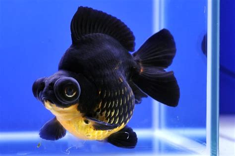 fancy goldfish types types  goldfish aginz