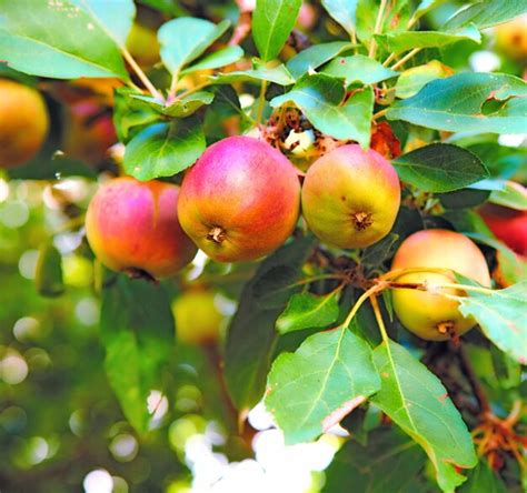 Premium Photo Copy Space With Apples Growing In A Sunny Orchard Outdoors Closeup Of A Fresh