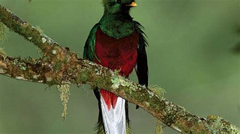 Resplendent Quetzal Bird Britannica