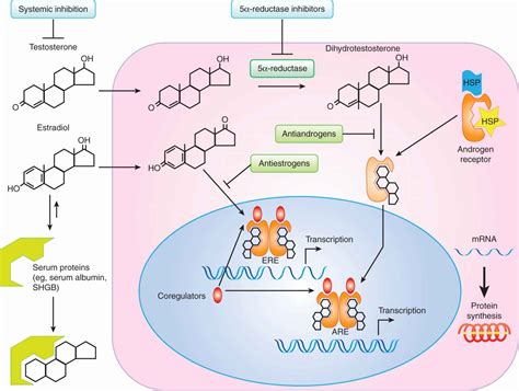 Hormones And Cancer Oncohema Key