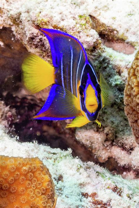 Juvenile Queen Angelfish