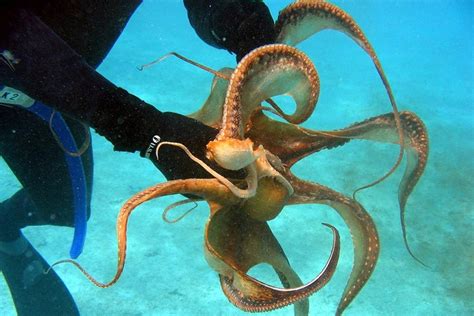 What Eats Octopus? Top 12 Octopus Predators