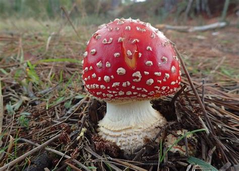 Amanita Muscaria Amanite Tue Mouches Ou Fausse Oronge Flickr