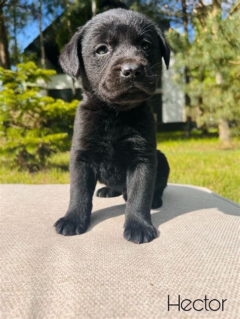 Labrador Retriever szczeniaki biszkoptowe czarne brąz rodowód