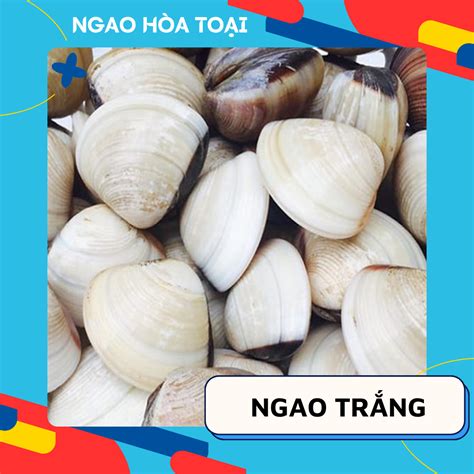 ngao trang ngao hoa toai